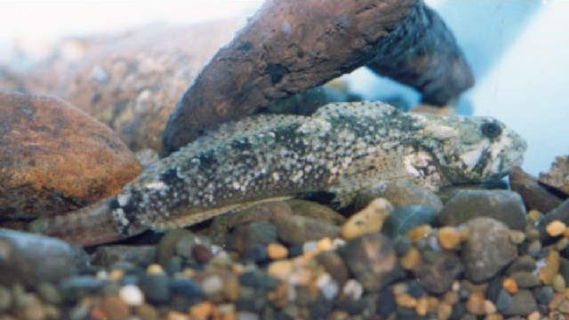 Cottus hangiongensis